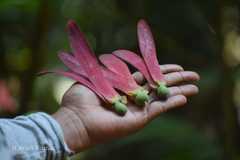 Dipterocarpus turbinatus var. andamanicus